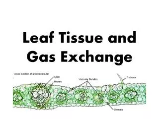 Leaf Tissue and Gas Exchange