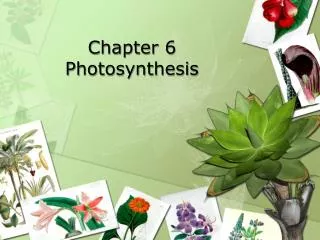 Chapter 6 Photosynthesis