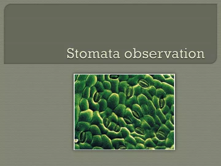 stomata observation