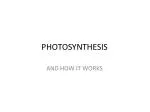 PHOTOSYNTHESIS - slide 1