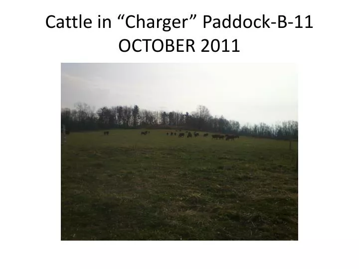 cattle in charger paddock b 11 october 2011