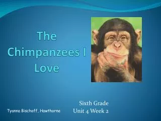 The Chimpanzees I Love