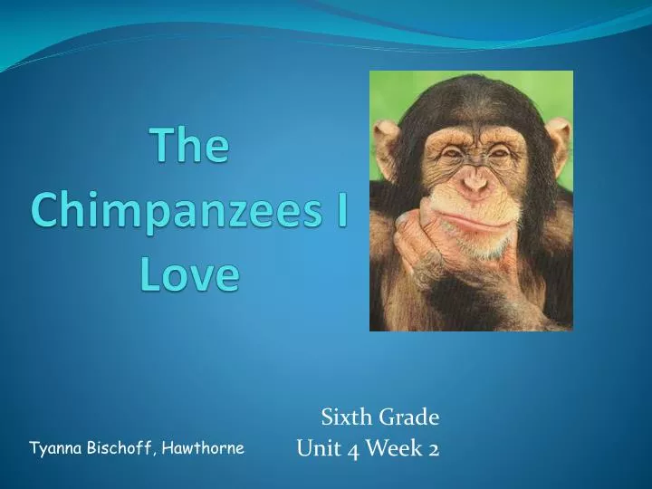 the chimpanzees i love