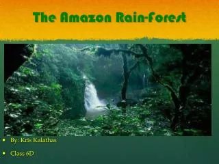 The Amazon Rain-Forest
