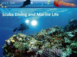 Scuba Diving and Marine Life