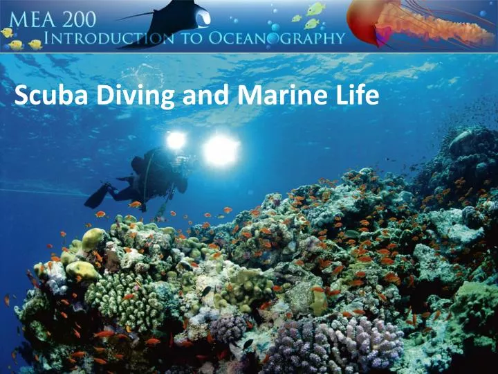 scuba diving and marine life
