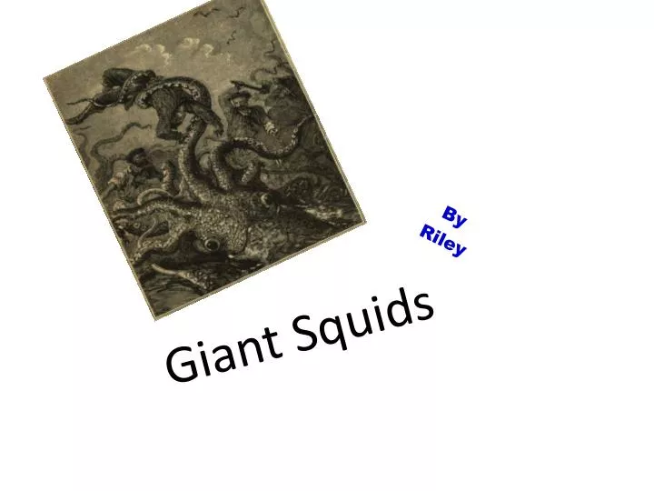 giant squids