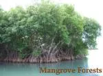 Mangrove Forests - slide 1