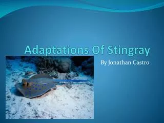 Adaptations Of Stingray