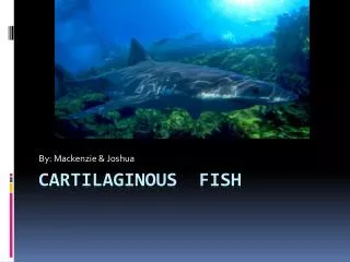 Cartilaginous Fish