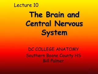 The Brain and Central Nervous System