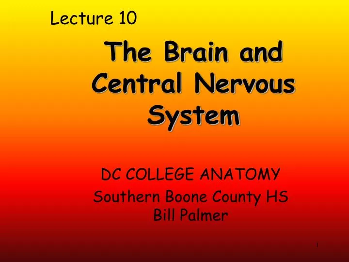 the brain and central nervous system