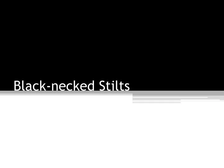 black necked stilts