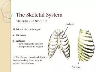 The Skeletal System