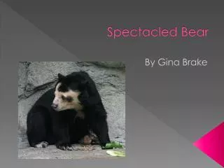 P Spektcld Bear Spectacled Bear