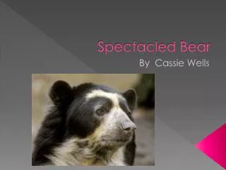 Spectacled Bear