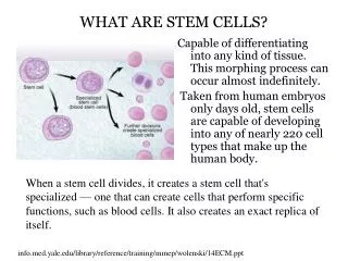 Types of stem cells