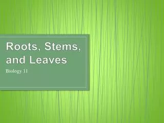 Roots, Stems, and Leaves