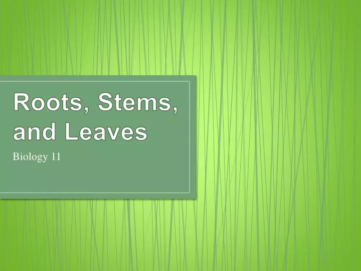 roots stems and leaves