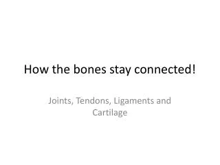 How the bones stay connected!