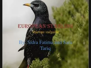 European Starling Sturnus vulgaris