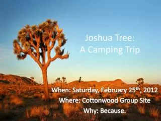 Joshua Tree: A Camping Trip