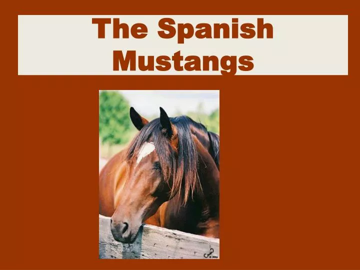 the spanish mustangs