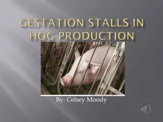 Gestation Stalls in Hog Production