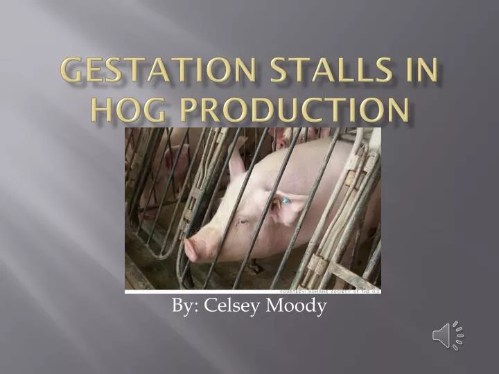 gestation stalls in hog production