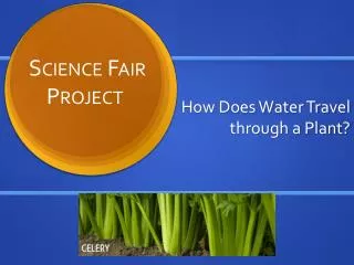 How Does Water Travel through a Plant?