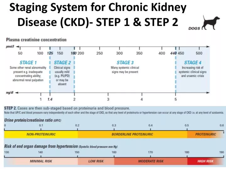 staging system for chronic kidney disease ckd step 1 step 2