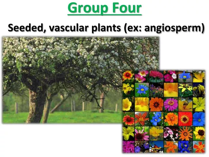 group four seeded vascular plants ex a ngiosperm