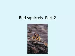 red squirrels part 2