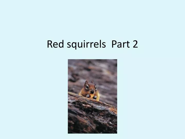 red squirrels part 2