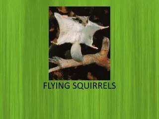 FLYING SQUIRRELS