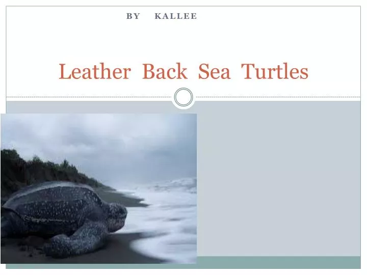 leather back s ea turtles