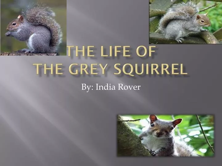 the life of the grey squirrel