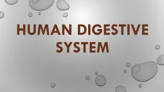 Human digestive system