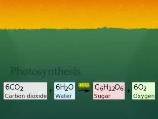 photosynthesis