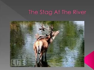 the stag at the river