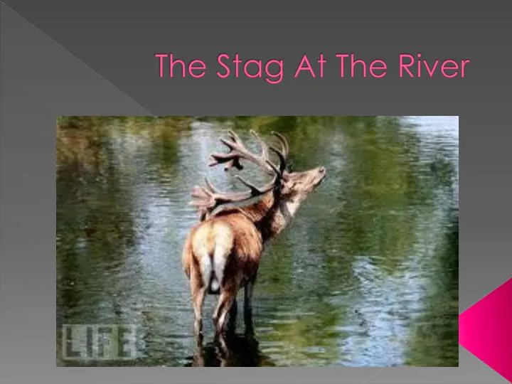the stag at the river