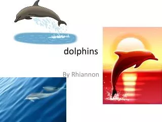 dolphins