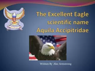 The Excellent Eagle scientific name Aquila Accipitridae