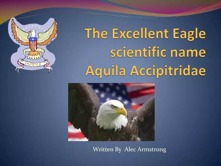 the excellent eagle scientific name aquila accipitridae