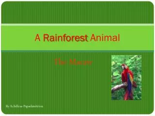 A Rainforest Animal