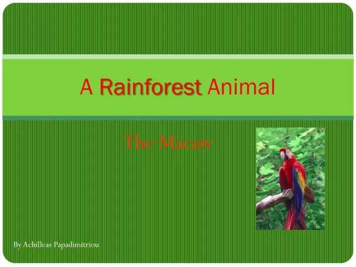 a rainforest animal