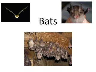 Bats