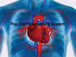 the c ardiovascular system