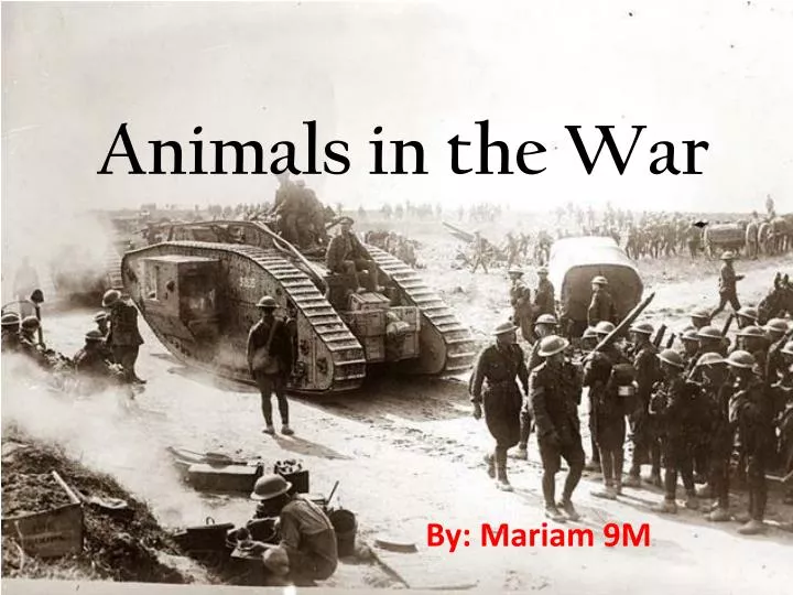 animals in the war