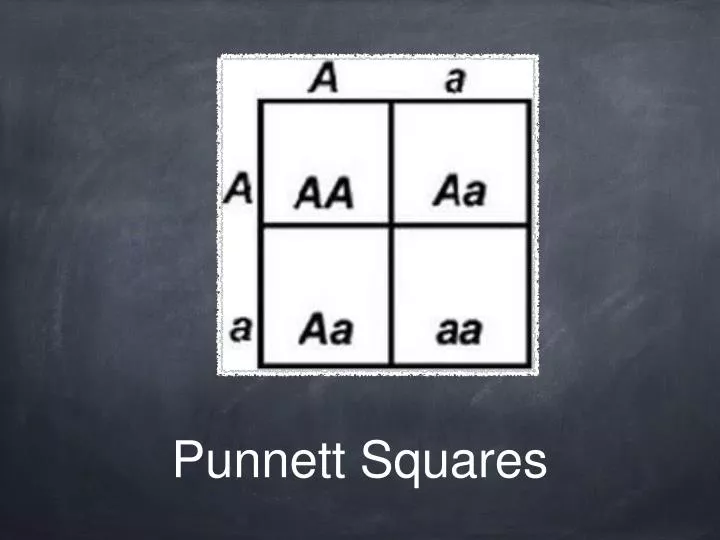 punnett squares